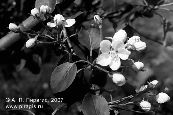 Цветет яблоня, фруктовый сад в Петропавловске-Камчатском